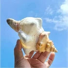 2PCS Conch Shell Large Natural Seashells For Fish Tank Wedding Decor Beach Theme