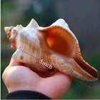 2PCS Conch Shell Large Natural Seashells For Fish Tank Wedding Decor Beach Theme